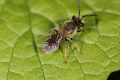 Andrena banksi