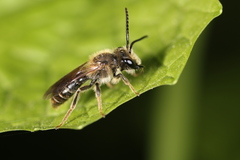 Andrena banksi