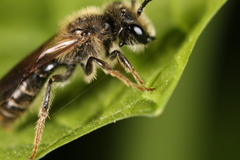 Andrena banksi