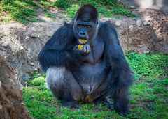 Gorilla gorilla