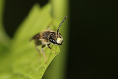 Andrena banksi