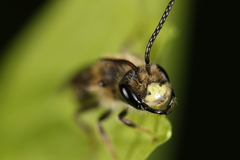 Andrena banksi