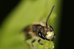 Andrena banksi