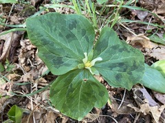 Trillium albidum parviflorum
