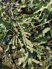 Beckmannia syzigachne