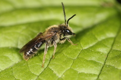 Andrena banksi