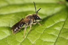 Andrena banksi