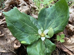 Trillium albidum parviflorum