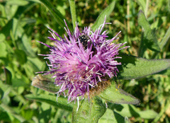 Centaurea nigra