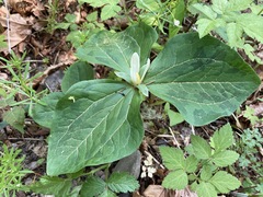 Trillium albidum parviflorum