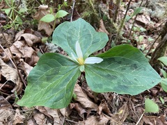Trillium albidum parviflorum
