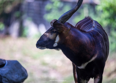 Tragelaphus eurycerus