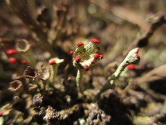 Cladonia deformis