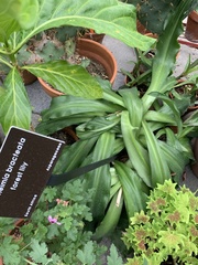 Veltheimia