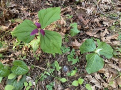Trillium albidum parviflorum