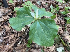 Trillium albidum parviflorum