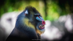 Mandrillus sphinx
