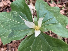 Trillium albidum parviflorum