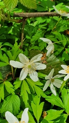 Anemonoides nemorosa