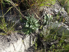 Hermas ciliata