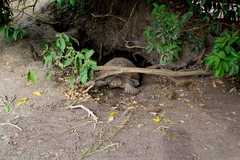 Centrochelys sulcata
