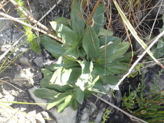 Hermas ciliata