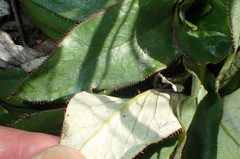 Hermas ciliata