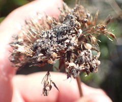 Hermas ciliata