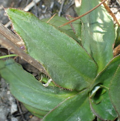 Hermas ciliata