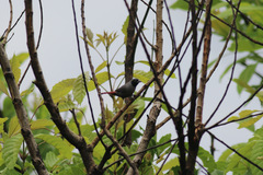 Lagonosticta larvata