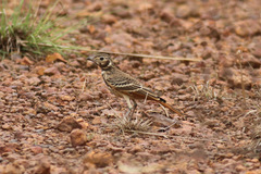 Pinarocorys erythropygia