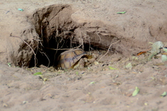 Centrochelys sulcata