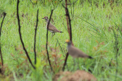 Vanellus superciliosus