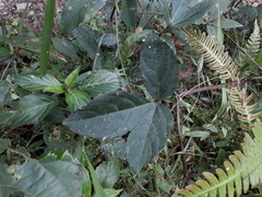 Cissus erosa