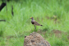 Vanellus superciliosus