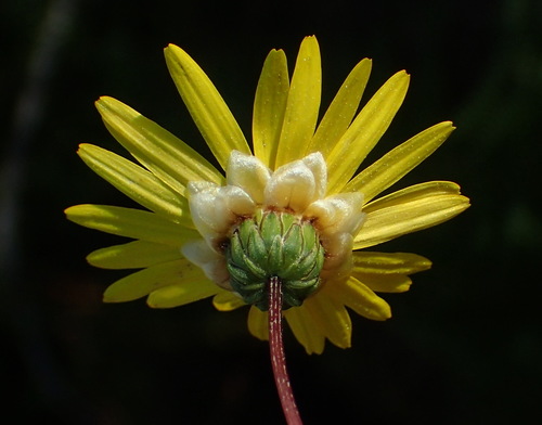 Image of Ursinia anethoides by (c) Nicola van Berkel, some rights reserved (CC BY-SA)