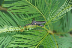 Anoplocnemis madagascariensis