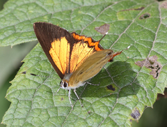 Heliophorus brahma