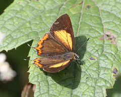 Heliophorus brahma