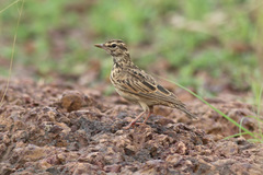 Galerida modesta