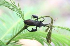 Anoplocnemis madagascariensis
