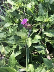 Silene dioica