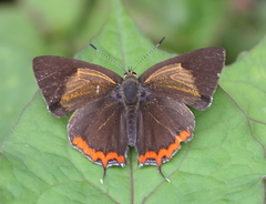 Heliophorus brahma