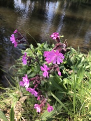 Silene dioica