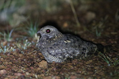 Caprimulgus vexillarius