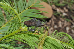 Anoplocnemis madagascariensis