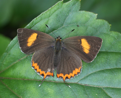 Heliophorus brahma