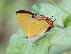 Heliophorus brahma