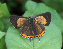 Heliophorus brahma