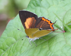 Heliophorus brahma